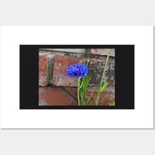 Cornflower and Brick Posters and Art